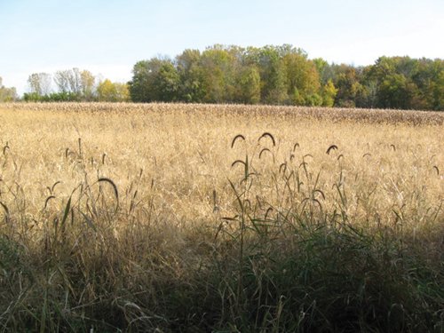 Property photo 3 - 212 Acres Offered in 6 Tracts - Selling Regardless of Price
